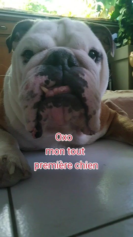 TikTok video thumbnail by oxozaboopippa