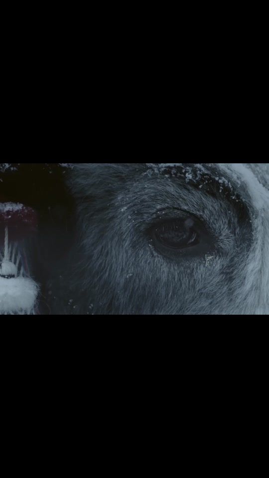 TikTok video thumbnail by thats.snowangel