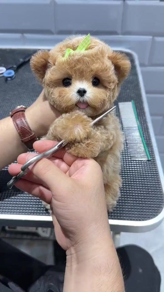 TikTok video thumbnail by puppysharestudio