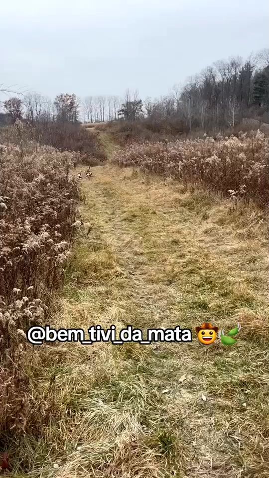 TikTok video thumbnail by bem_tivi_da_mata