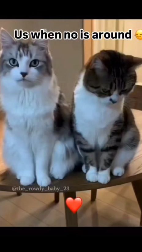 TikTok video thumbnail by purelove2121