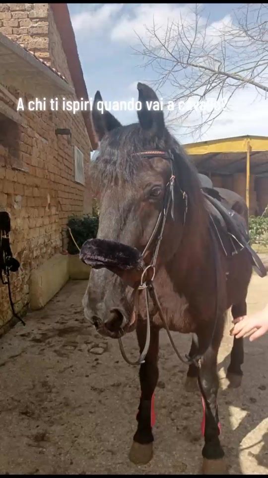 TikTok video thumbnail by equestrians._.alex