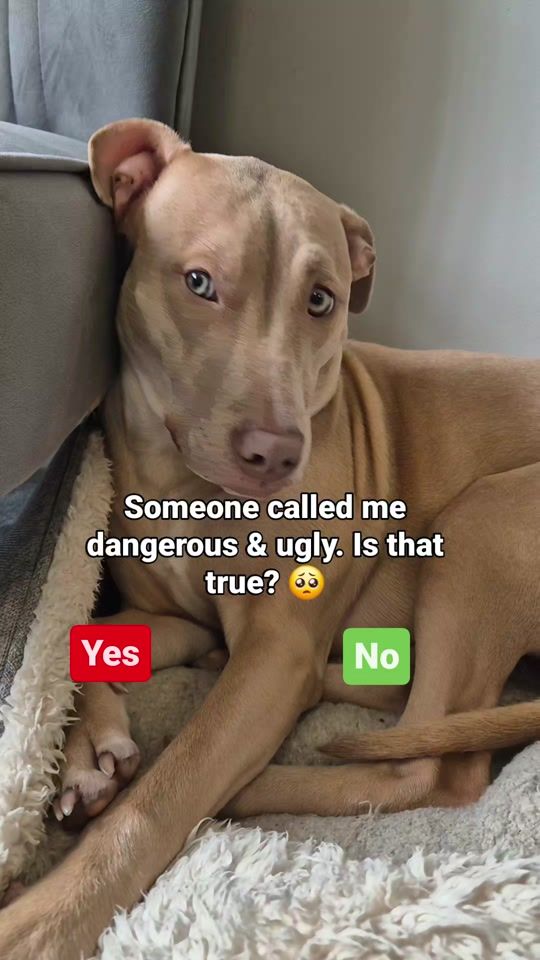 TikTok video thumbnail by sky_staffy_lurcher