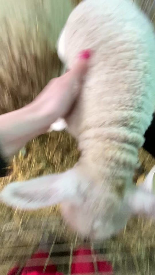 TikTok video thumbnail by eviee14r