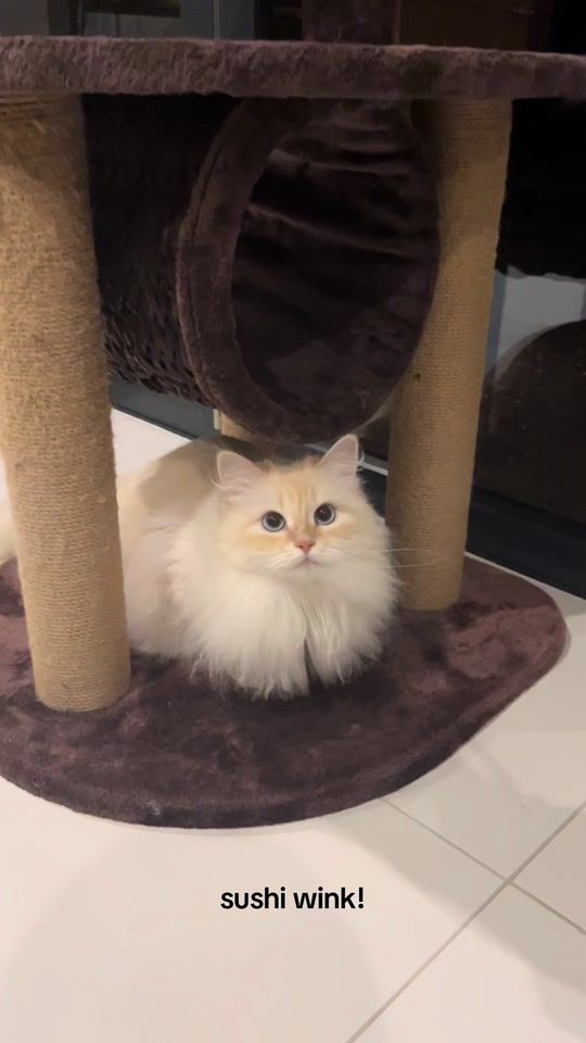 TikTok video thumbnail by sushi_siberian