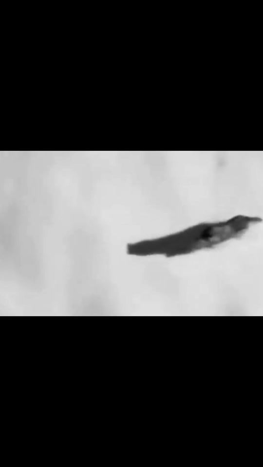 TikTok video thumbnail by 786_.borz.kavkaz