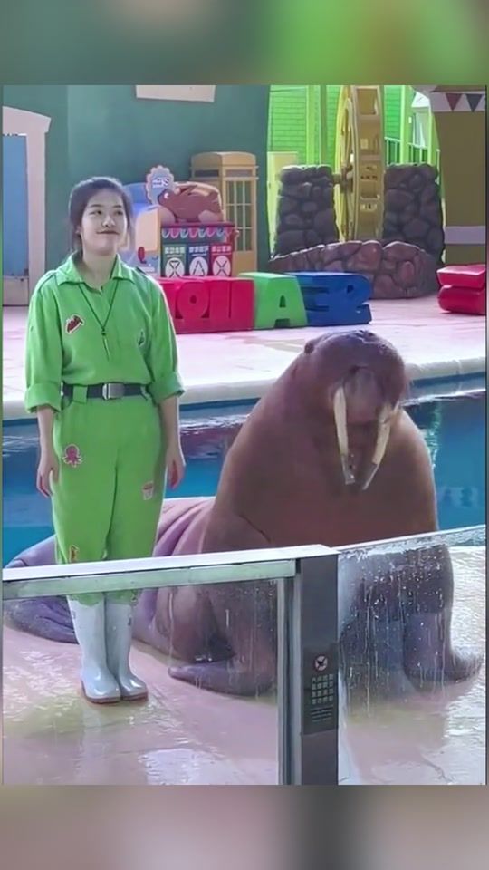 TikTok video thumbnail by dolphinshow.ch