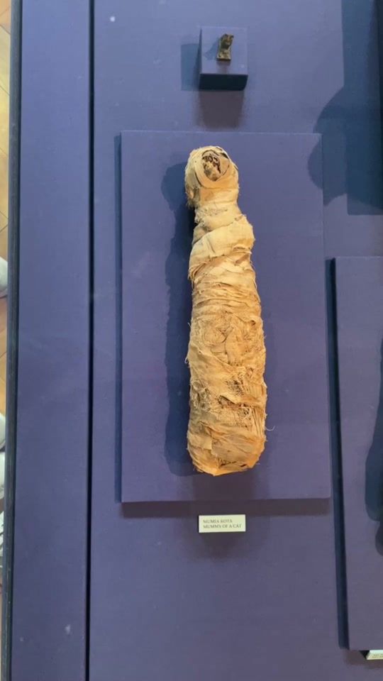 TikTok video thumbnail by snaildostuff