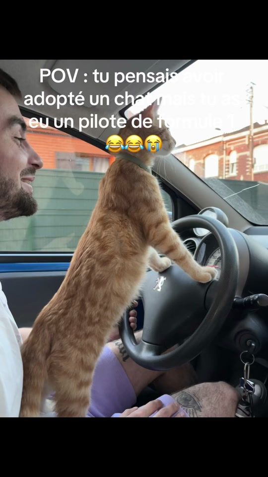 TikTok video thumbnail by roukitheorangecat