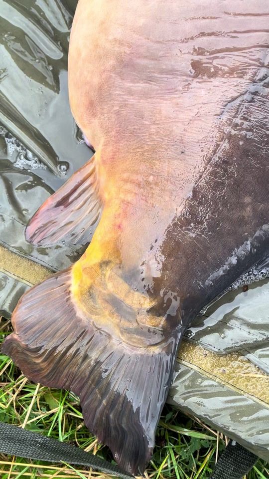 TikTok video thumbnail by henrybringloe