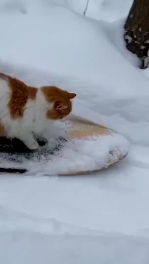 TikTok video thumbnail by animalsfunnyfriends