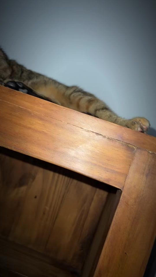 TikTok video thumbnail by ddalmitta