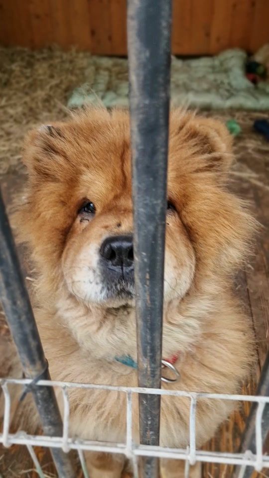 TikTok video thumbnail by psianiol