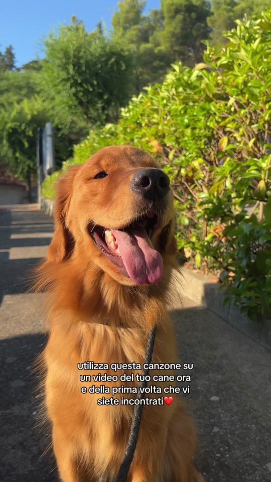 TikTok video thumbnail by thegolddog_