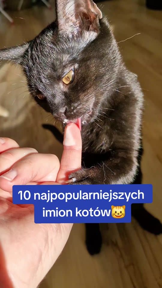 TikTok video thumbnail by dlakociarzy.pl