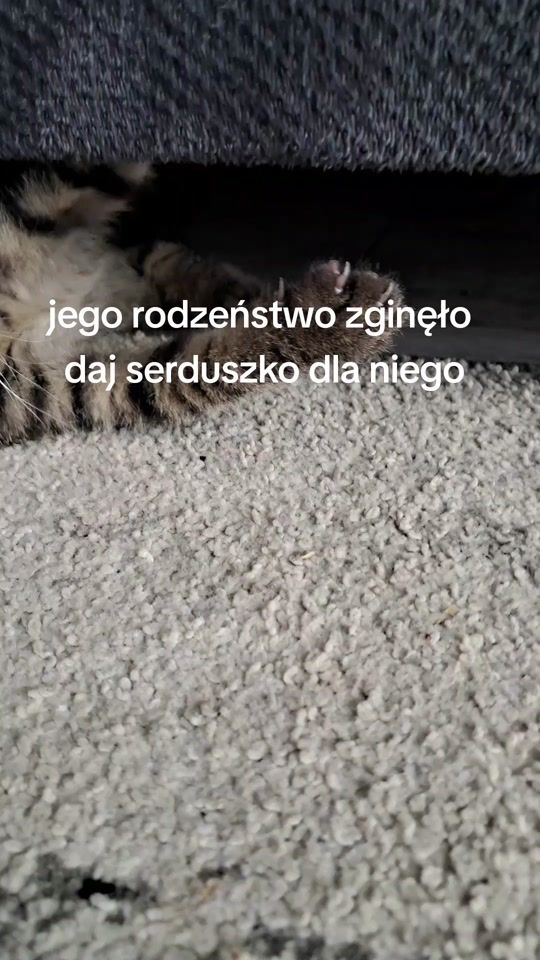 TikTok video thumbnail by rolniczek.6420s