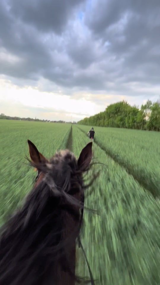 TikTok video thumbnail by jils.horsediary