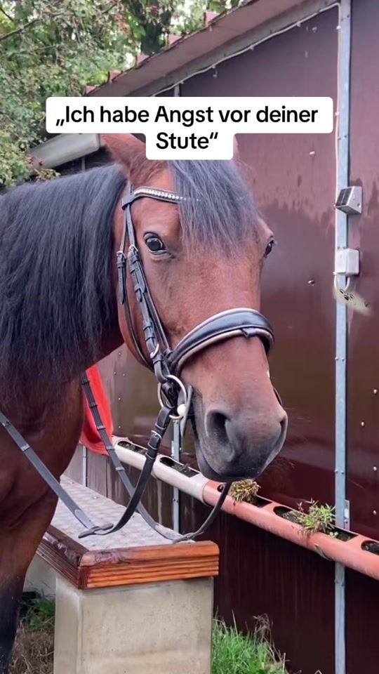 TikTok video thumbnail by horsey.passion