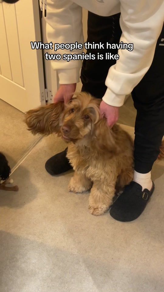 TikTok video thumbnail by phoeebeer