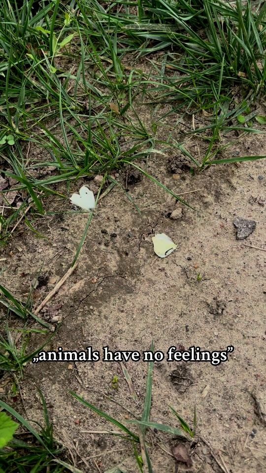 TikTok video thumbnail by nie_ma_rysia