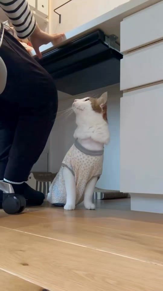 TikTok video thumbnail by catmax2025