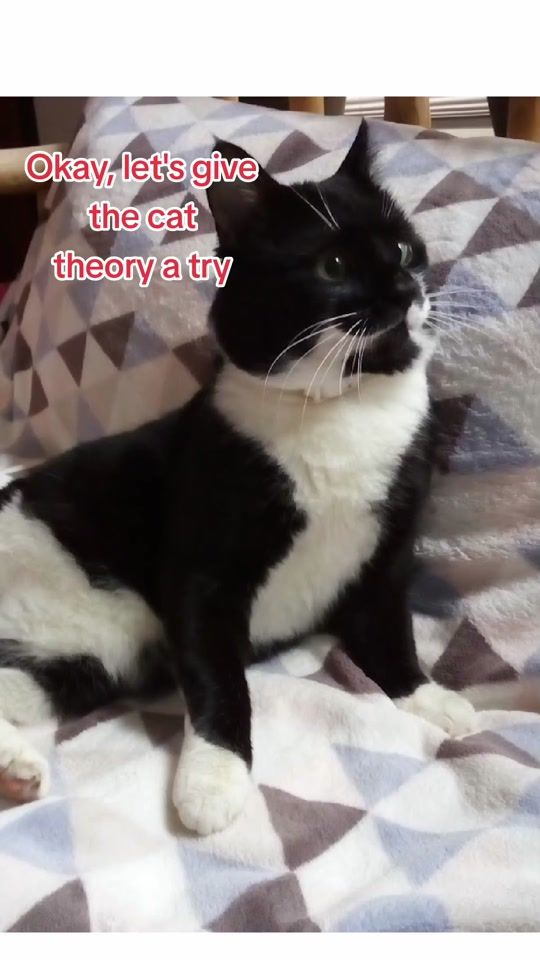 TikTok video thumbnail by carameluminchan