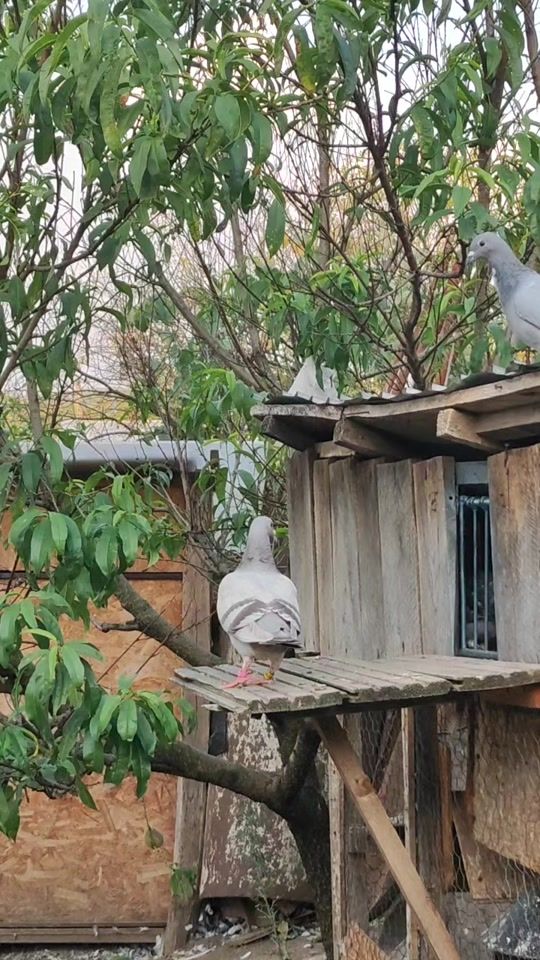 TikTok video thumbnail by popescu_ionut_15