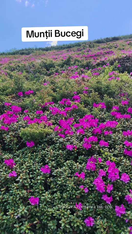 TikTok video thumbnail by viziteaza.romania