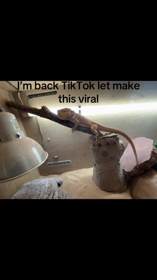 TikTok video thumbnail by breadeddragon1