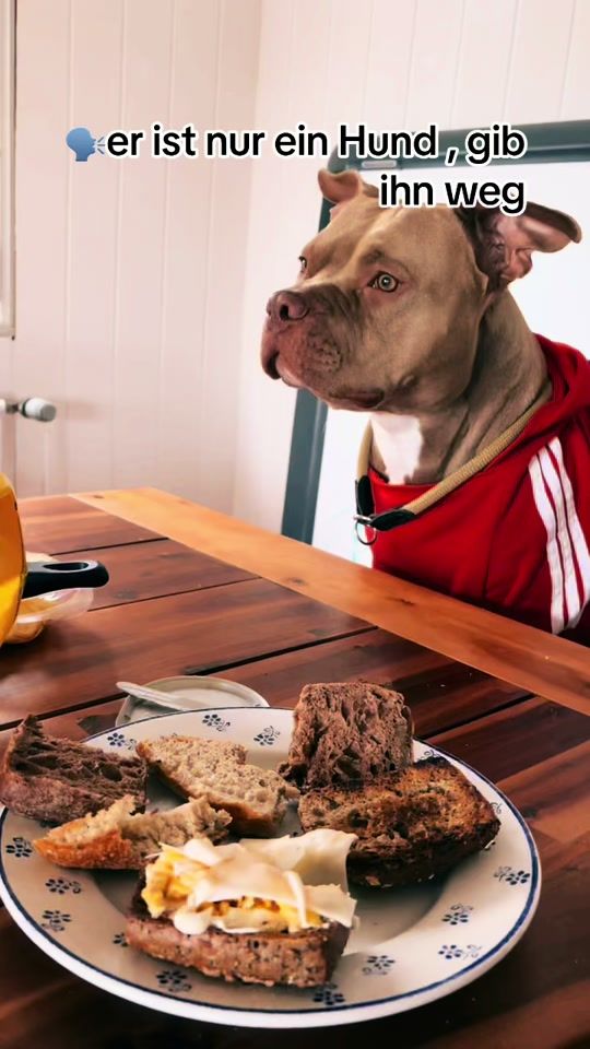 TikTok video thumbnail by me_and_simba1
