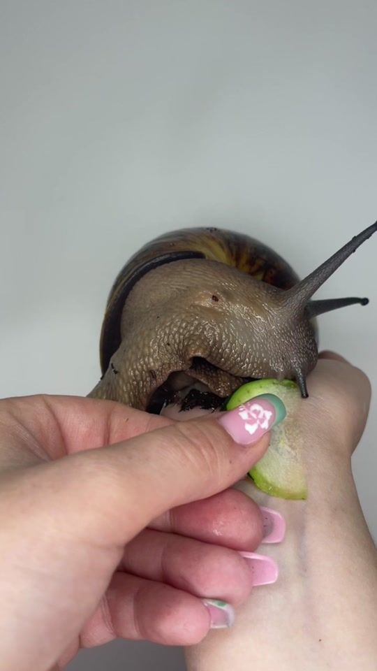 TikTok video thumbnail by snaildostuff