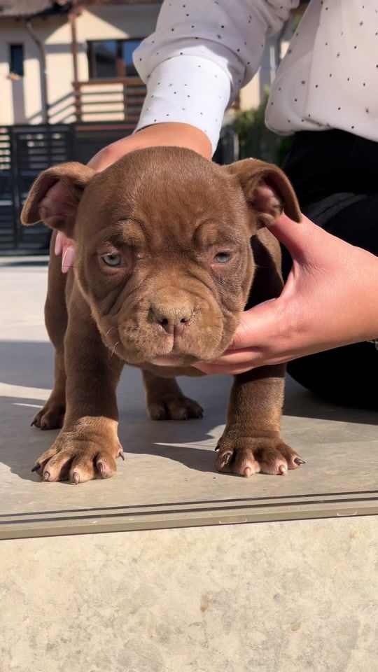 TikTok video thumbnail by americanbully.crb.kennel