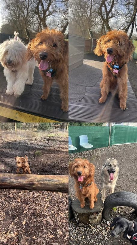 TikTok video thumbnail by lk.all.things.dog