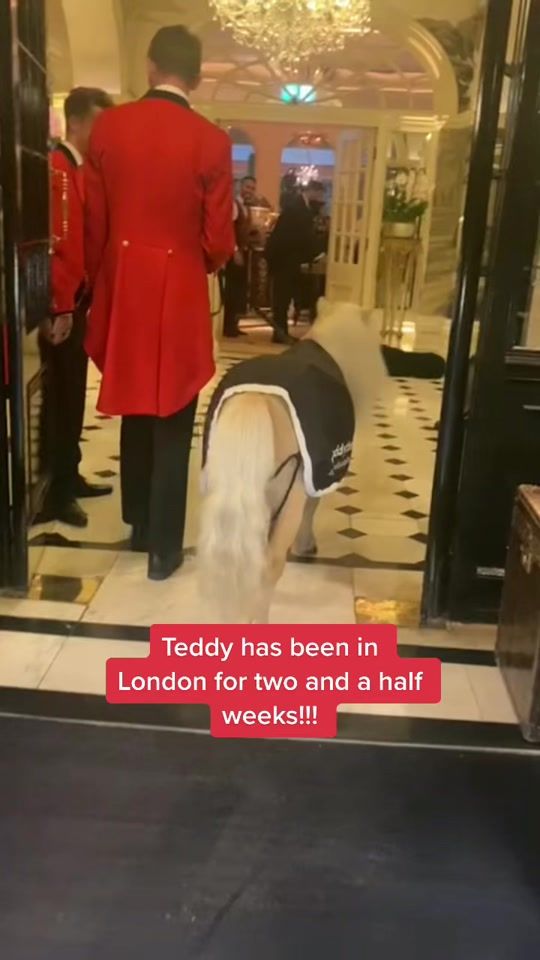 TikTok video thumbnail by teddytheshetland