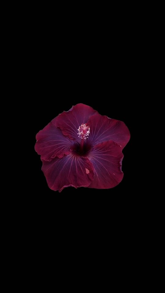 TikTok video thumbnail by v4mpnami