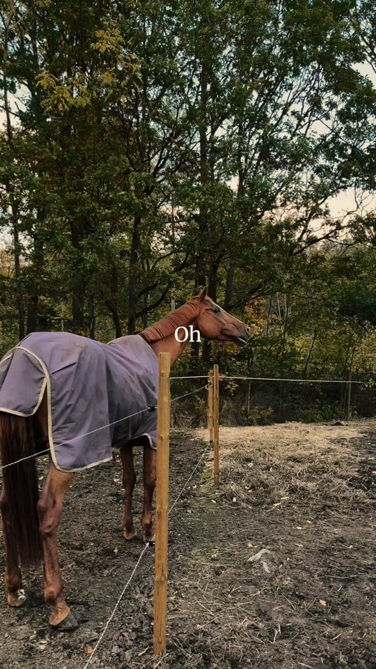 TikTok video thumbnail by equi_alice0