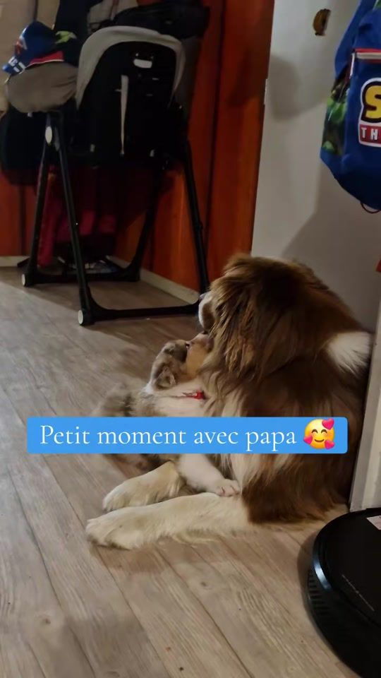 TikTok video thumbnail by steffsteff49