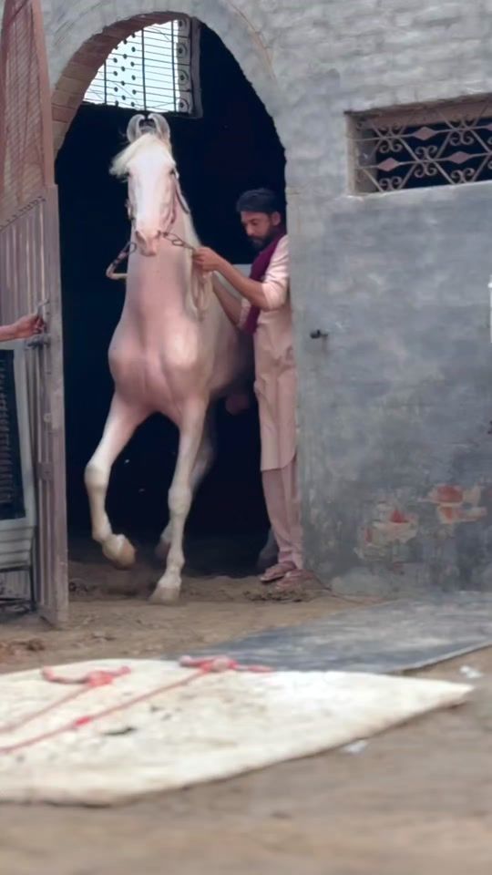 TikTok video thumbnail by tiktoklover2550