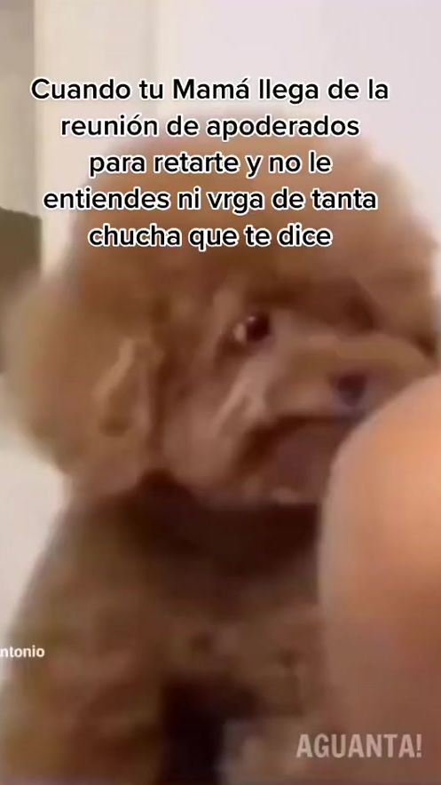 TikTok video thumbnail by mauromarchelo