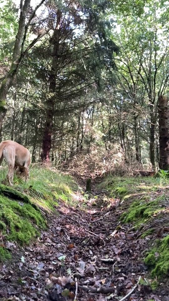 TikTok video thumbnail by feralcatbird