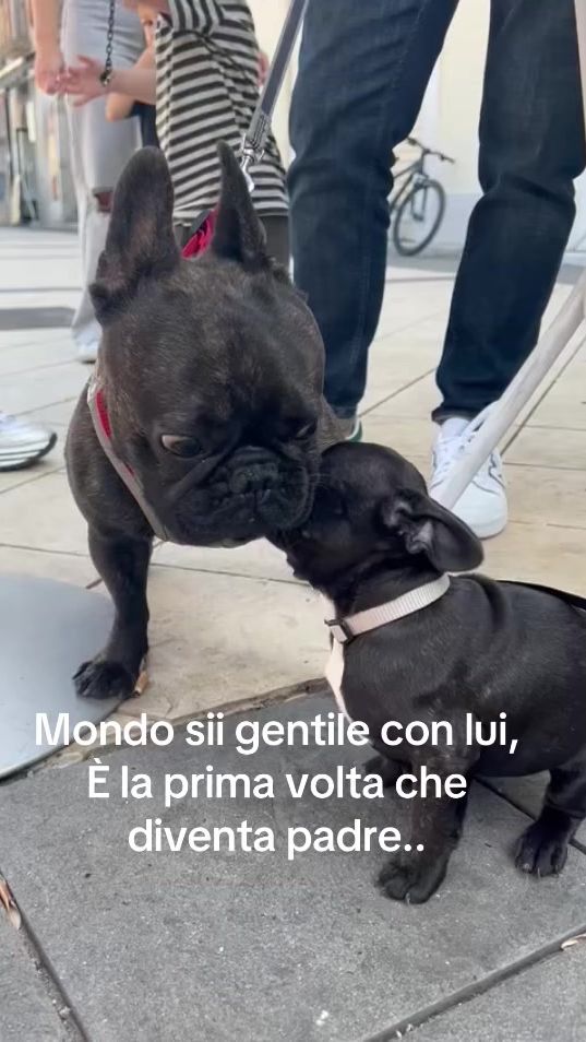 TikTok video thumbnail by fabio_rinaldi25