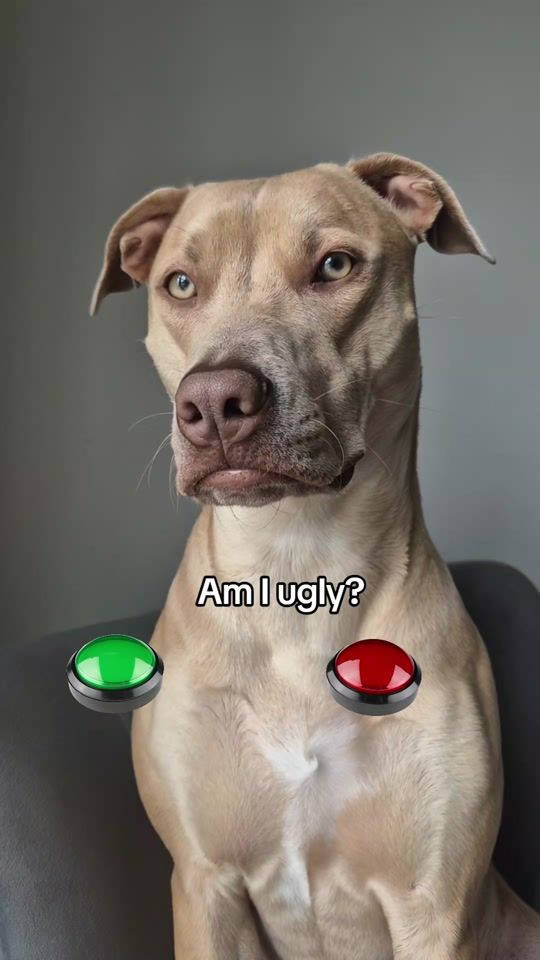 TikTok video thumbnail by sky_staffy_lurcher