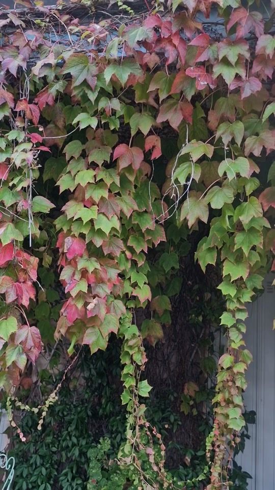 TikTok video thumbnail by danielebracco585