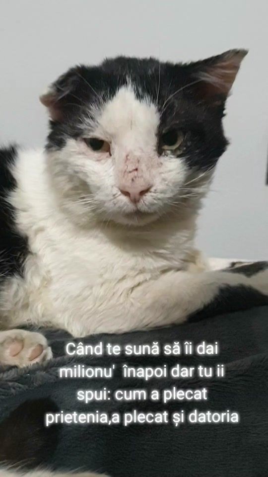 TikTok video thumbnail by clanul.pisicesc.albnegru