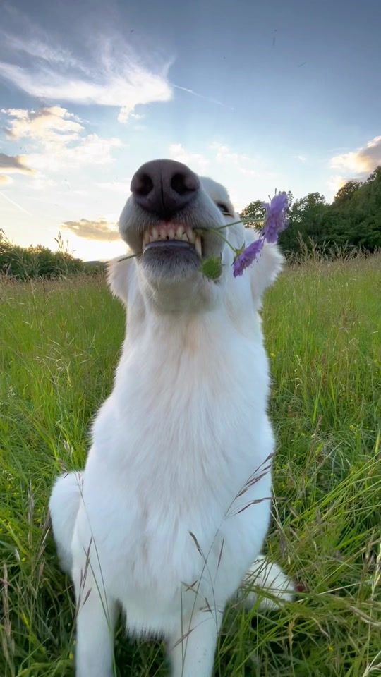 TikTok video thumbnail by elena_oki