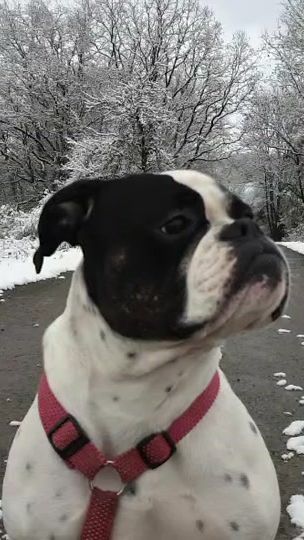TikTok video thumbnail by sporting.frieda3