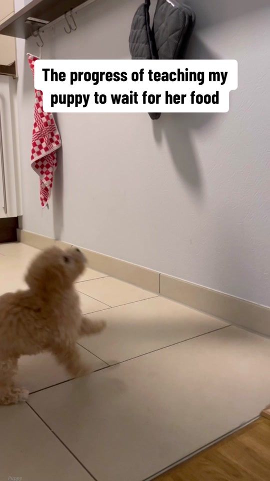 TikTok video thumbnail by mia.mini.maltipoo