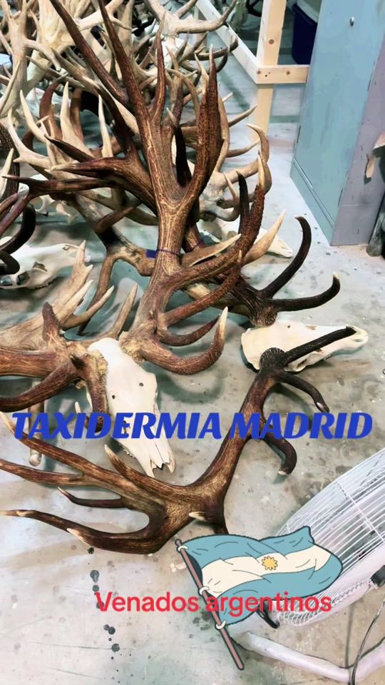 TikTok video thumbnail by renesitogalan