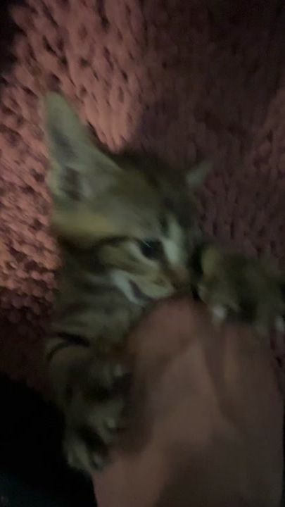 TikTok video thumbnail by kittycatnikita