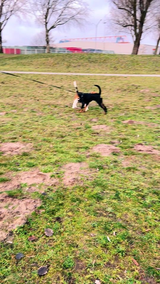 TikTok video thumbnail by be.beagle